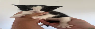 Kitten 4
