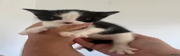Mixed Breed cats for sale: Kittens - Advert 5