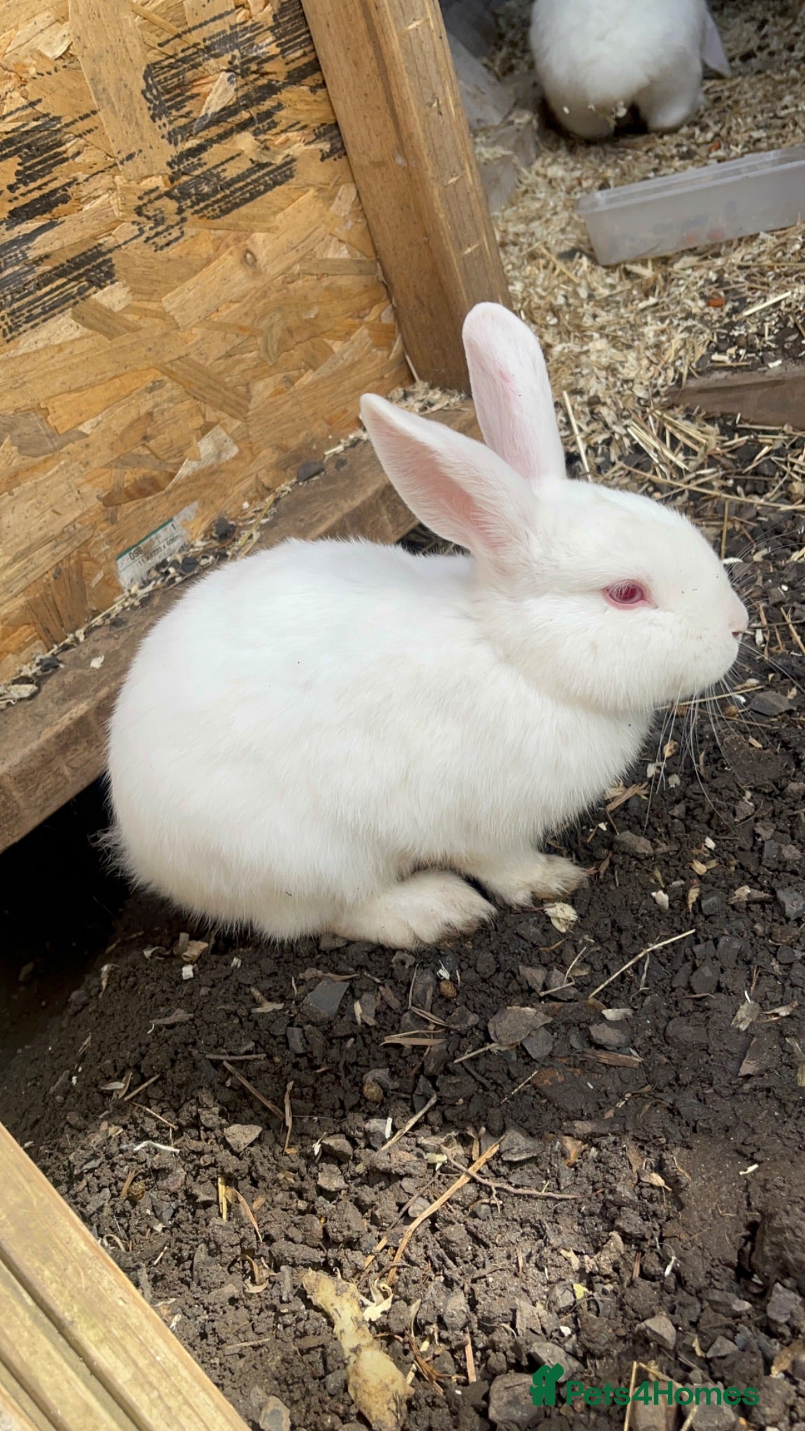 Mixed Breed rabbits Various breeds of rabbits - Advert 1