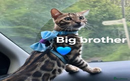 Bengal cats for sale: TICA Genetic & Health Tested Bengal Kitten Male - Image 9