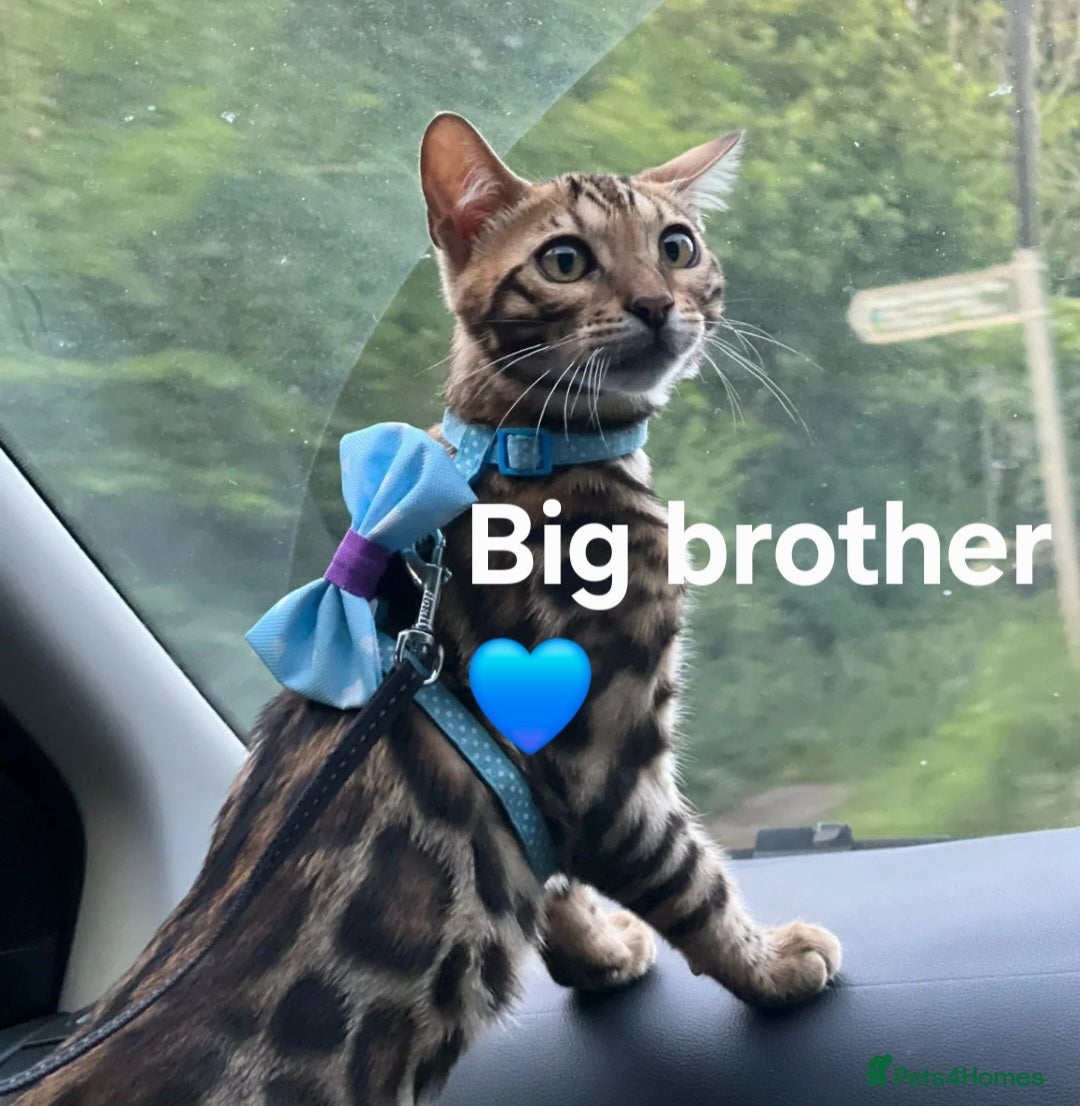 Bengal cats for sale: TICA Genetic & Health Tested Bengal Kitten Male - Image 9