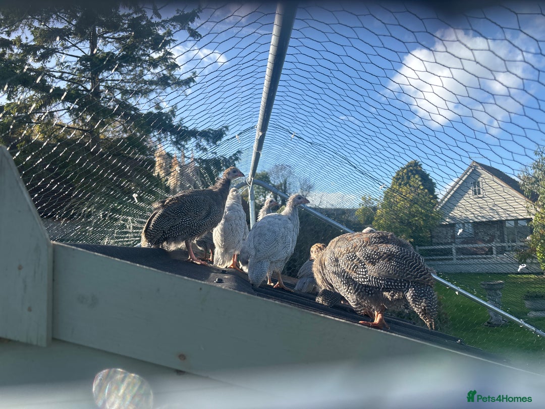 Guinea Fowl poultry for sale: Teenage pet Guinea fowl for sale  - Image 2