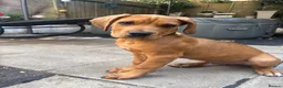 Mixed Breed dogs for sale: Lenny 14 week old cane corso x staffy pup - Advert 7