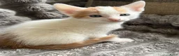 Turkish Angora cats for sale: Beautiful pattern, Kitten - Advert 2