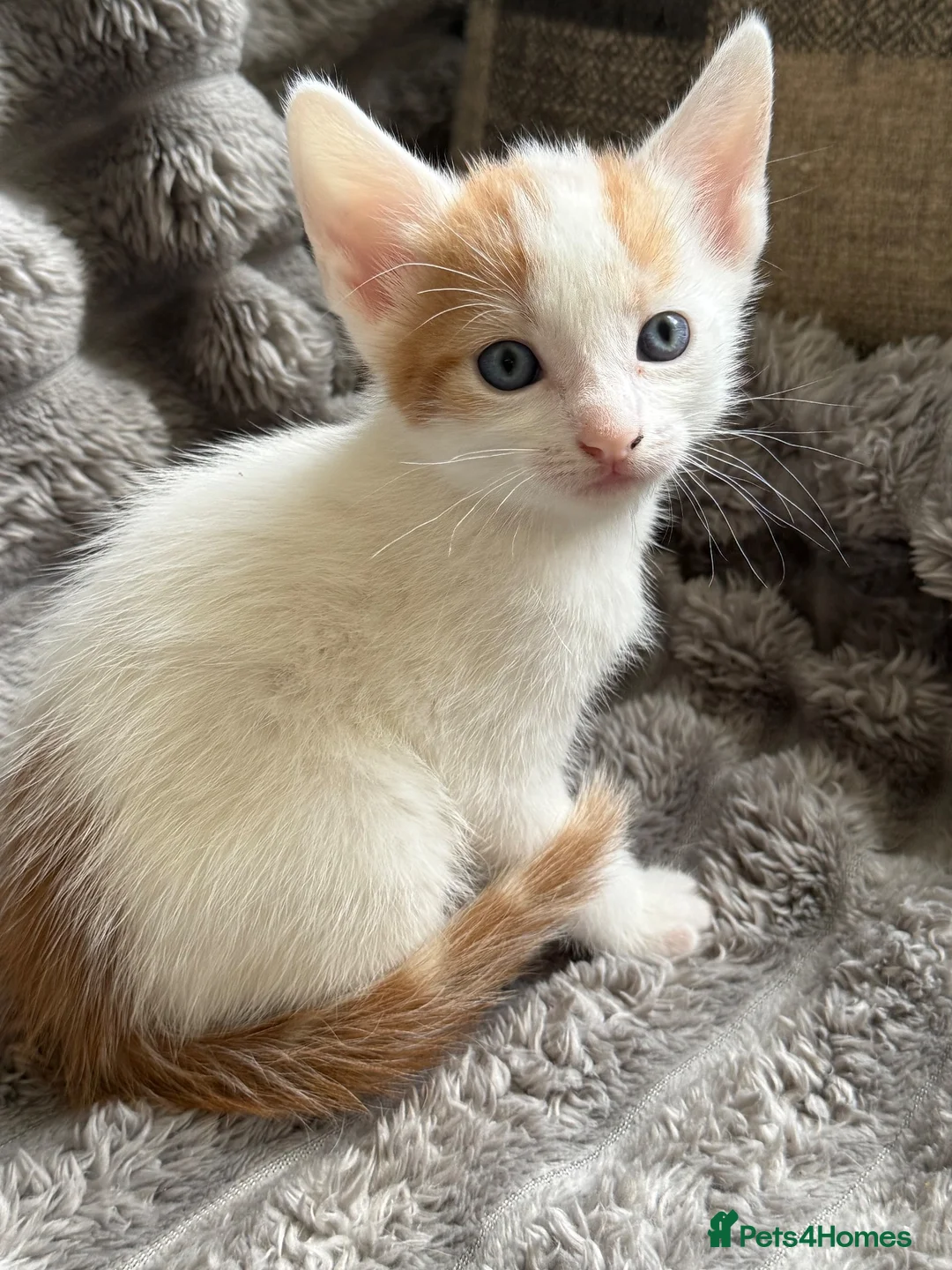 Turkish Angora cats for sale: Beautiful pattern, Kitten - Advert 2