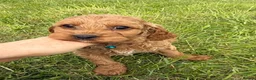 Cavapoo dogs for sale: Toy Cavapoo Puppies - Advert 24