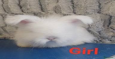 Angora rabbits - Advert 6
