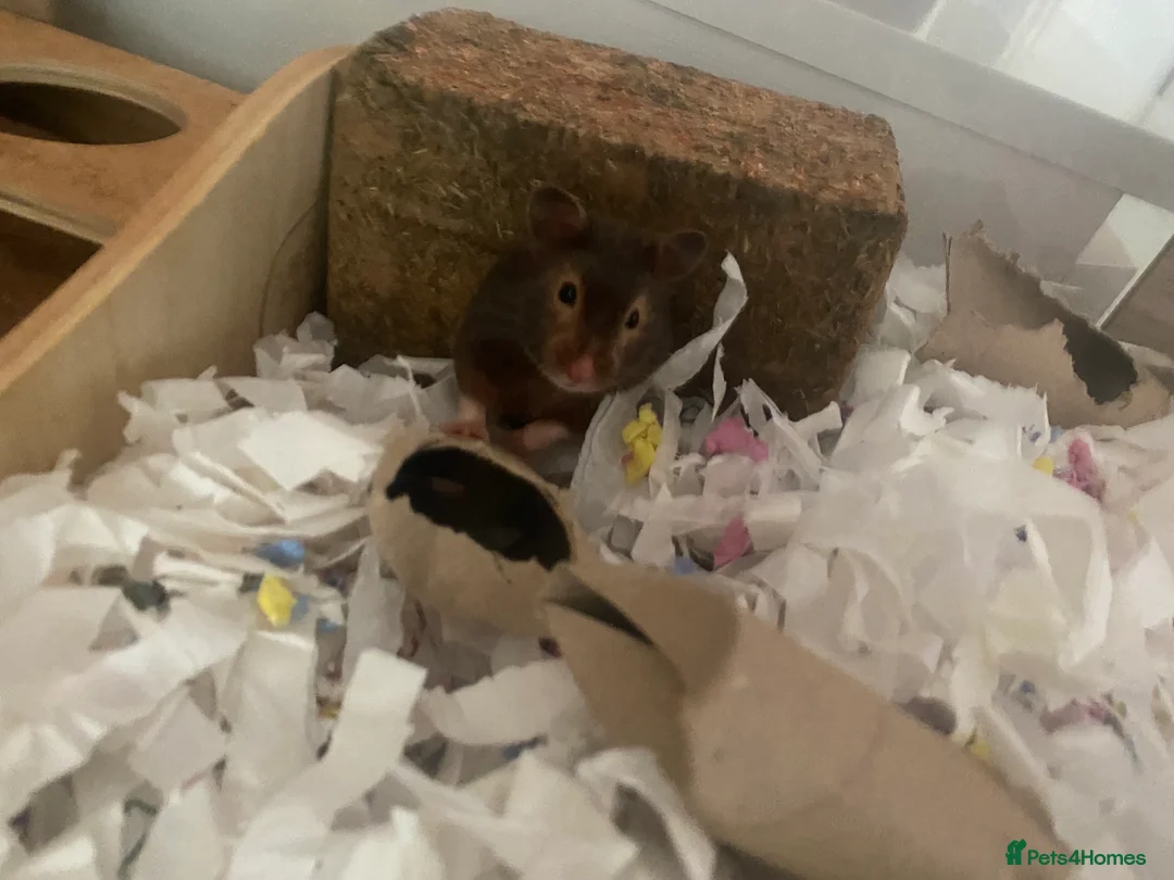 Hamster rodents for sale: Female siriyan hamster  - Advert 1