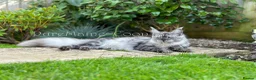 Maine Coon cats for sale: TICA Reg Black Smoke Maine Coon Kittens - Advert 15
