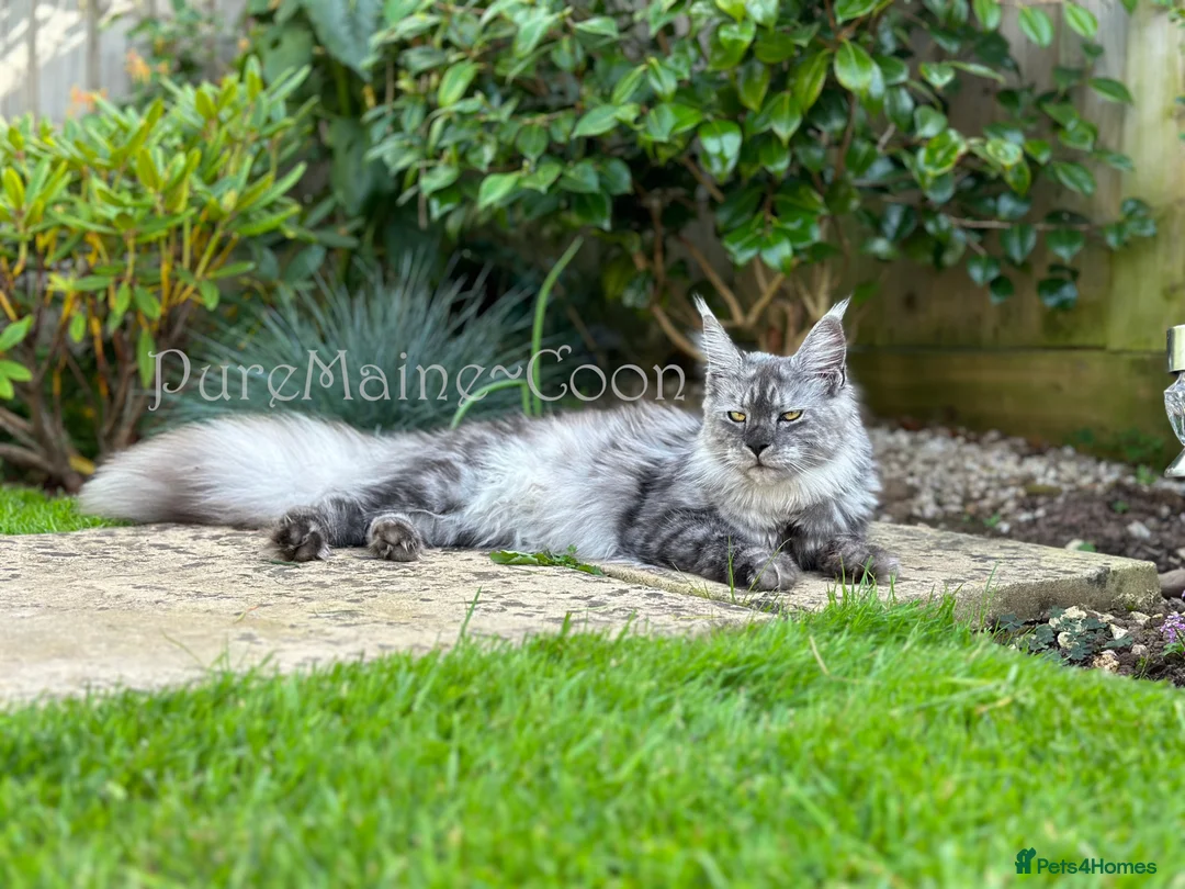 Maine Coon cats for sale: TICA Reg Black Smoke Maine Coon Kittens - Advert 15