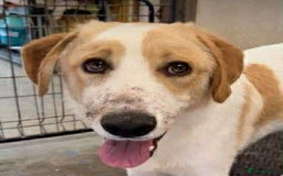 Mixed Breed dogs for adoption: 💙🩵Archie is looking for Love🐾 🩵💙 - Image 1