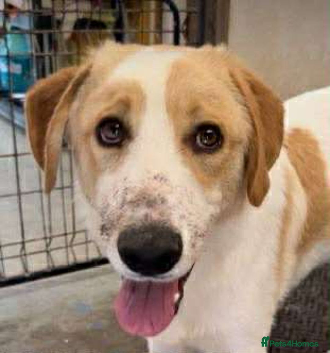 Mixed Breed dogs for adoption: 💙🩵Archie is looking for Love🐾 🩵💙 - Image 1