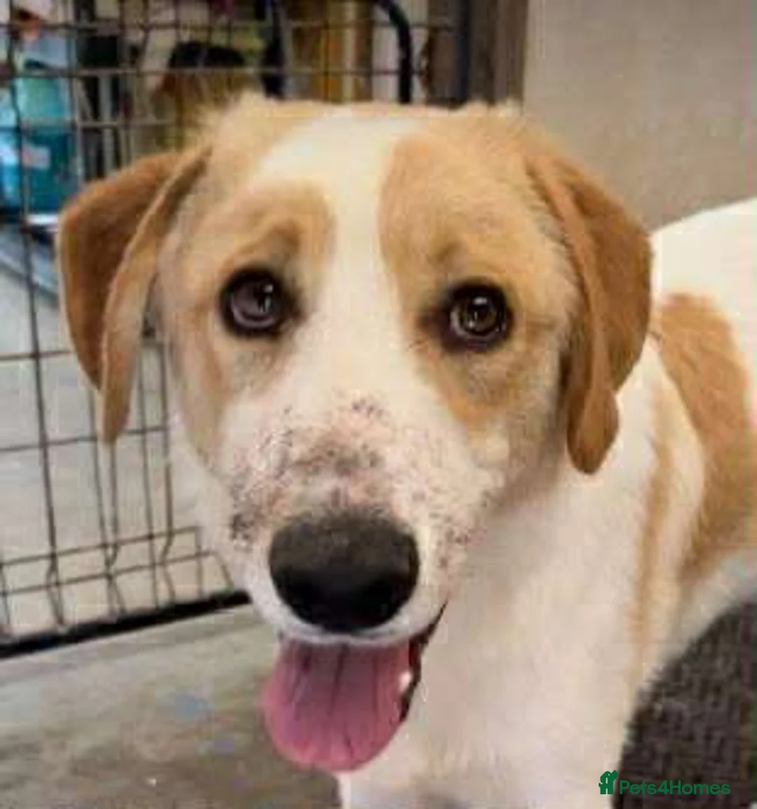 Mixed Breed dogs for adoption: 💙🩵NOW ADOPTED 🩵💙 - Advert 2