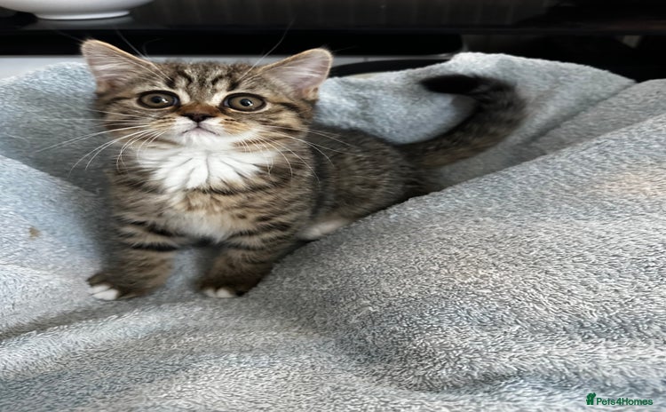 Mixed Breed cats - Advert 4