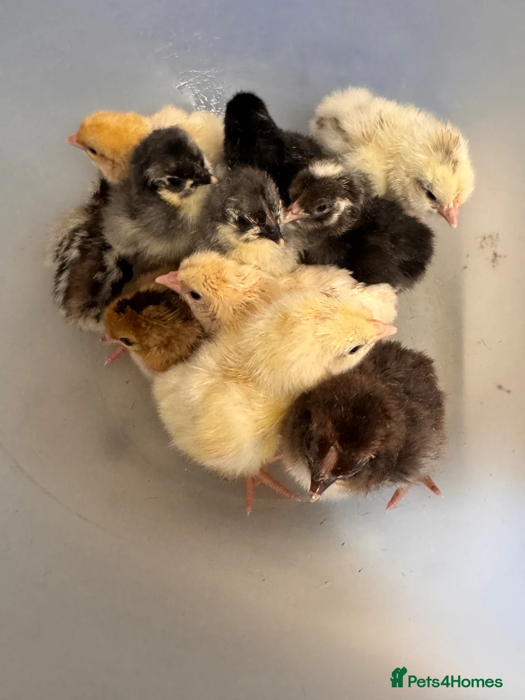 Chickens poultry for sale: chicks available  - Advert 2