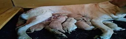 Labrador Retriever dogs for sale: 9 beautiful new born Labradors  in Blackwood - Advert 3