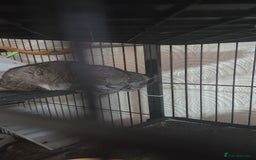 British Shorthair cats for sale: 3 chinchillas  2 female 1x 4 month old baby girl  - Image 3