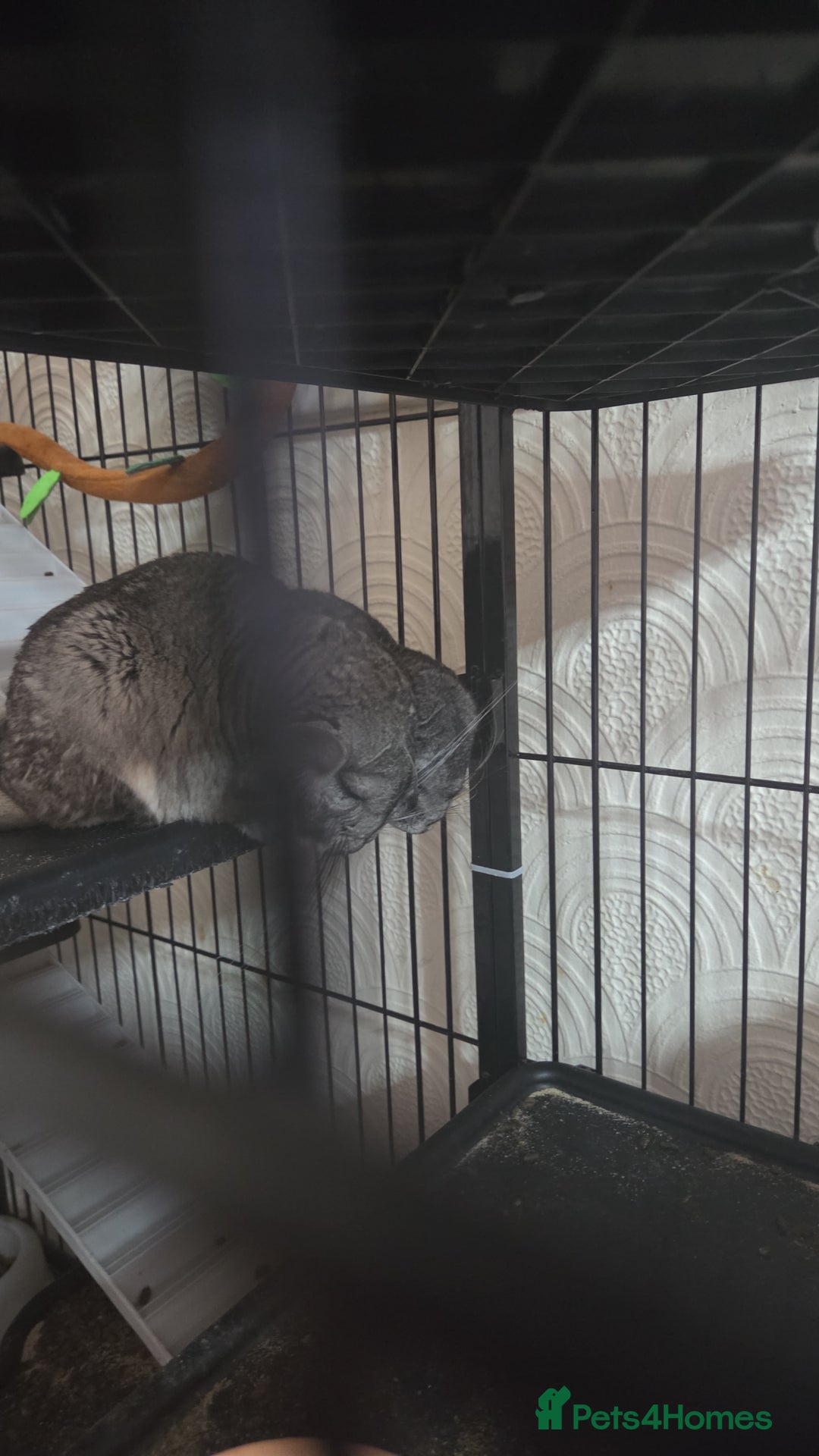 British Shorthair cats for sale: 3 chinchillas  2 female 1x 4 month old baby girl  - Image 3