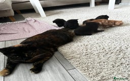 Mixed Breed cats for sale: Adorable little kittens looking for a new home - Image 4