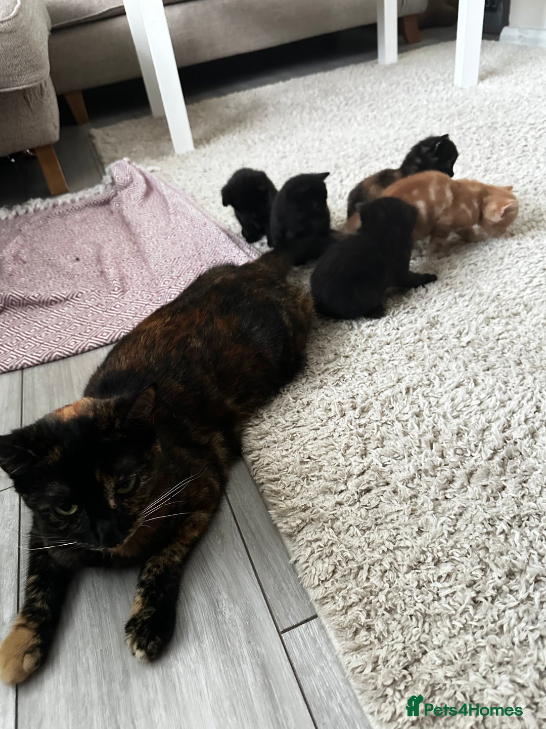 Mixed Breed cats for sale: Adorable little kittens looking for a new home - Image 4