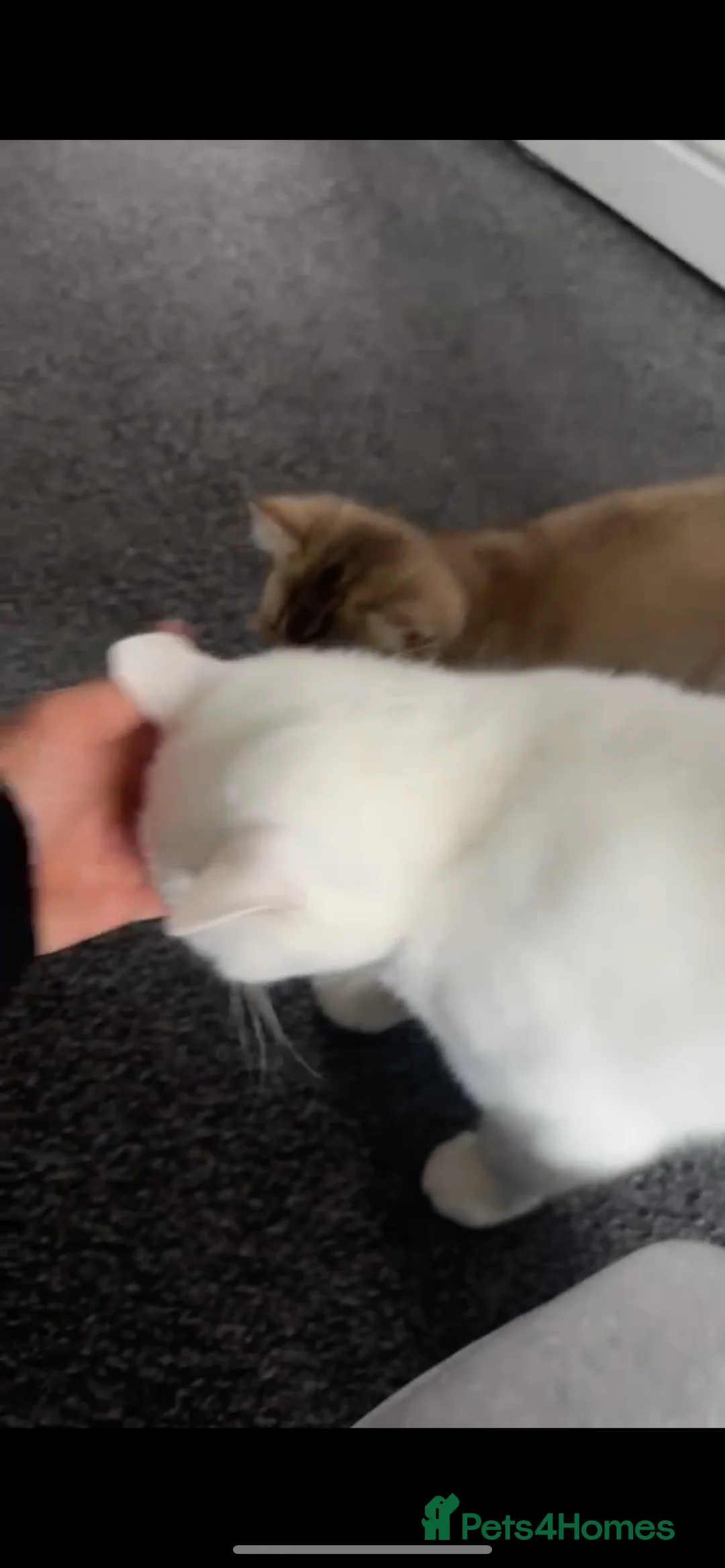 British Shorthair cats for sale: RARE LOOKING BRITISH SHORTHAIR - Advert 2