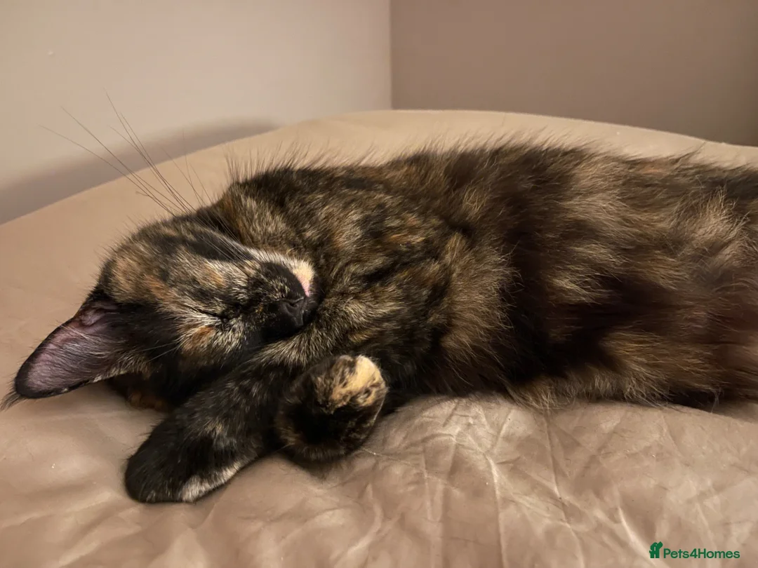 Mixed Breed cats for sale: RESERVED  - Advert 21