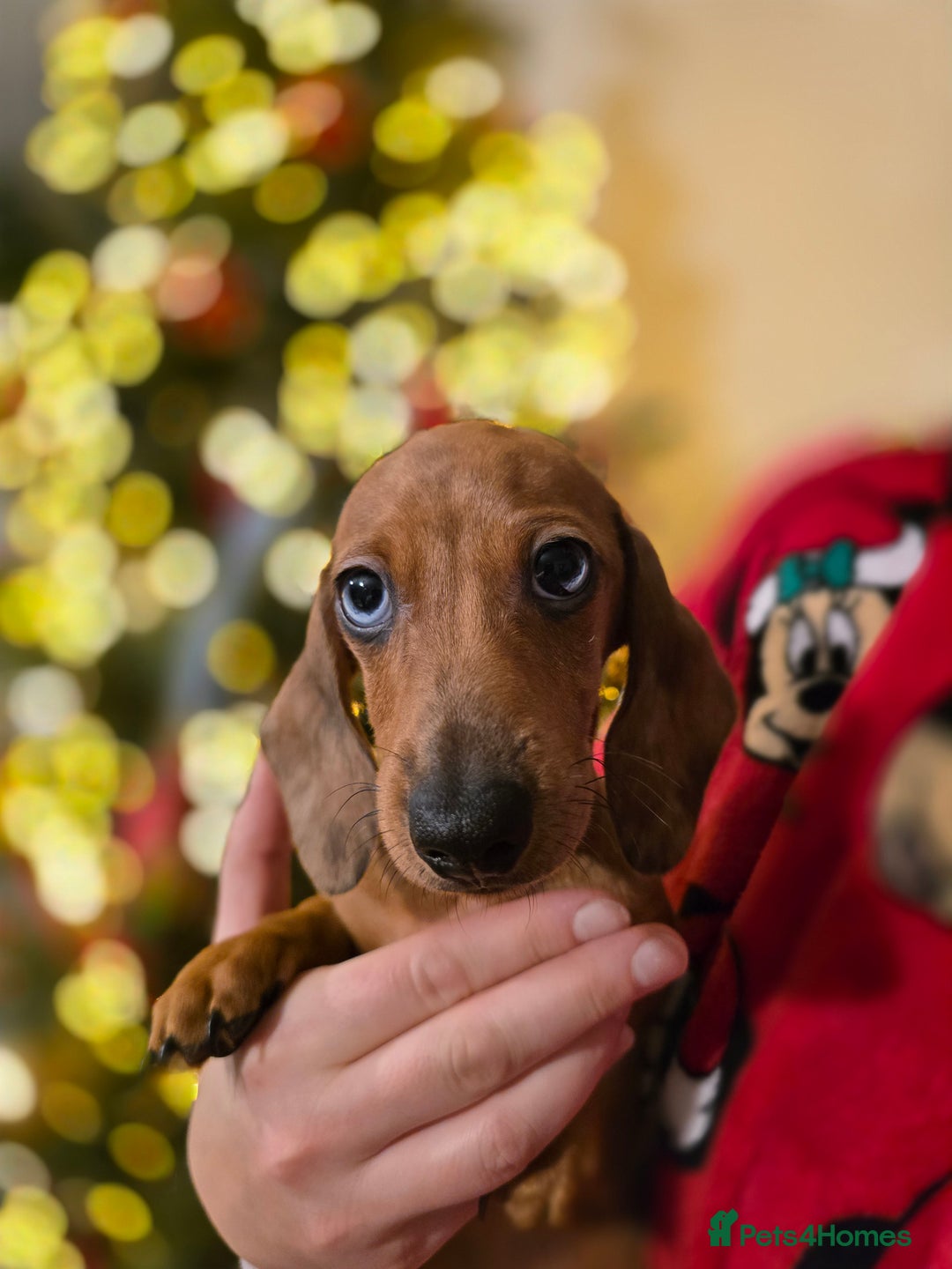 Miniature Dachshund dogs for sale: ✨5star✨ True miniatures, Licenced breeder, KC reg - Advert 18