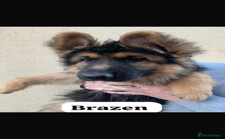 German Shepherd dogs - Advert 1