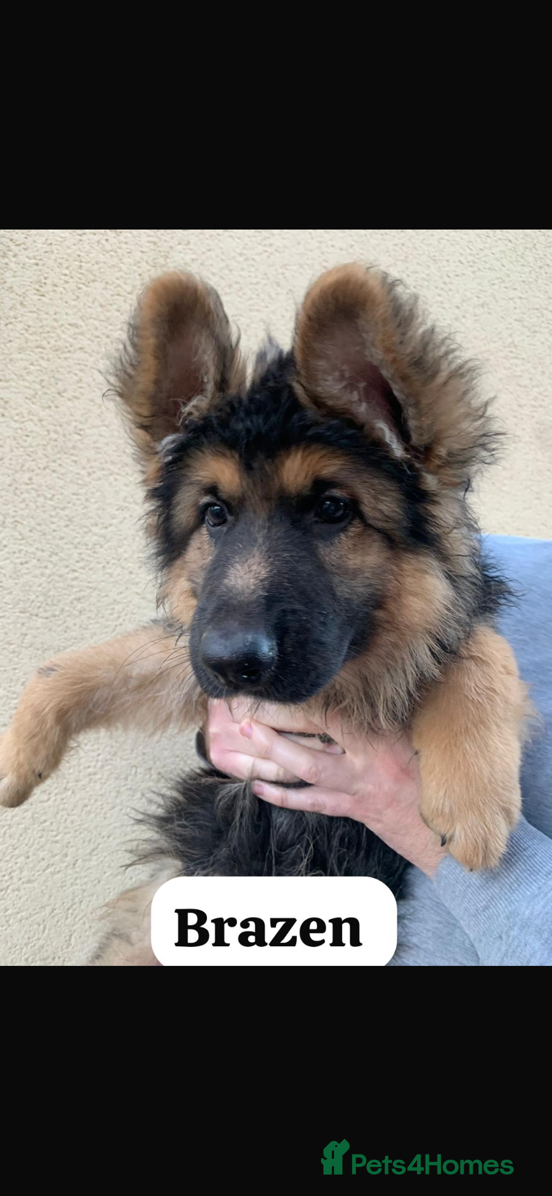 German Shepherd dogs for sale: KC reg GSD pups  - Image 1