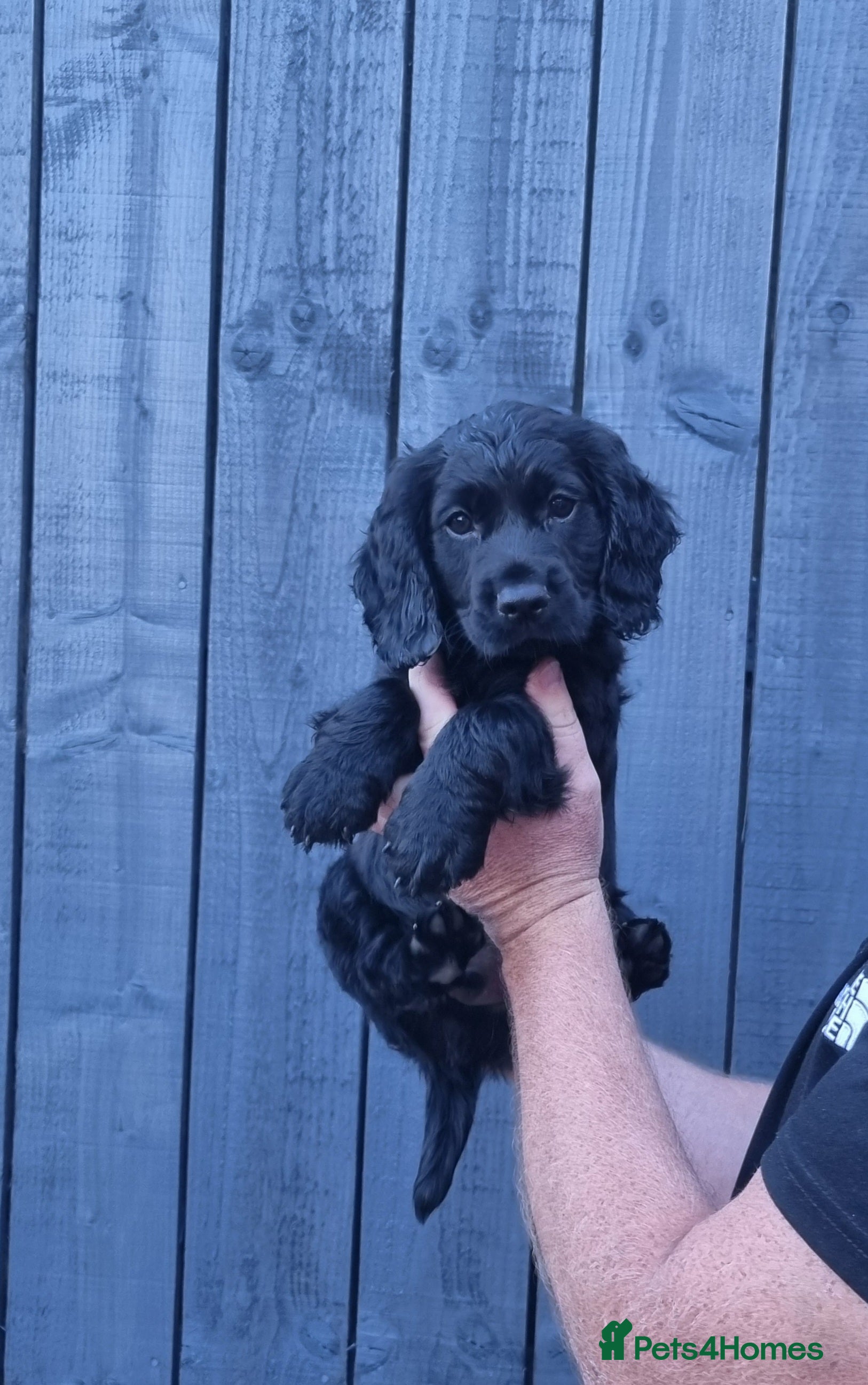 Cocker Spaniel dogs KC REGISTERED, DNA HEALTH TESTED - Advert 3