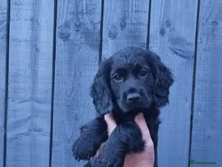 Cocker Spaniel dogs KC REGISTERED, DNA HEALTH TESTED - Advert 3