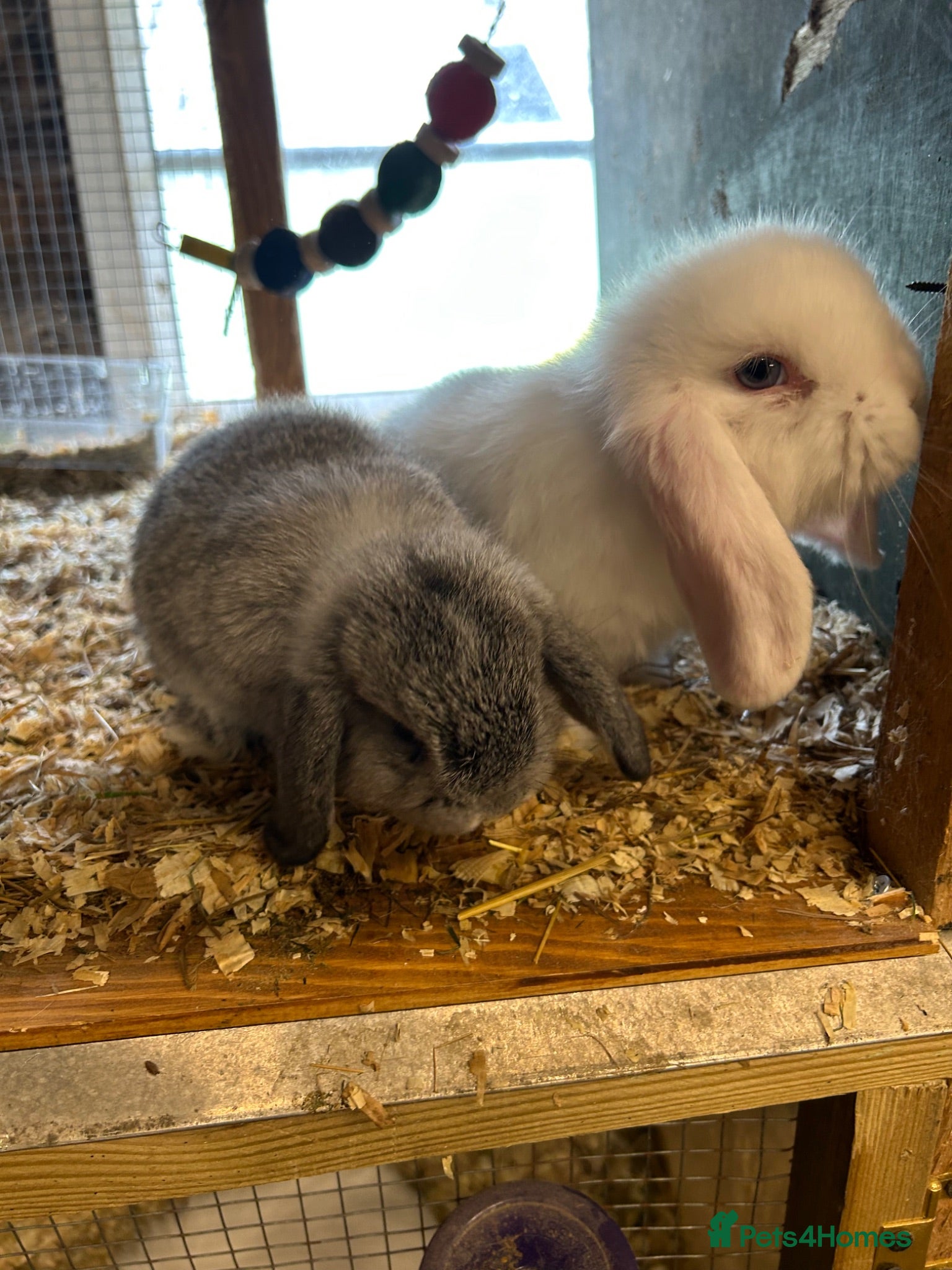 Mini Lop rabbits Mini lop - Advert 14