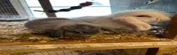 Mini Lop rabbits for sale: Mini lop in Beverley - Advert 2
