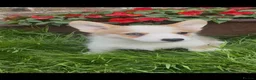 Welsh Corgi Pembroke dogs for sale: 3 Stunning KC Registered Pembroke Corgi Boys  - Advert 11