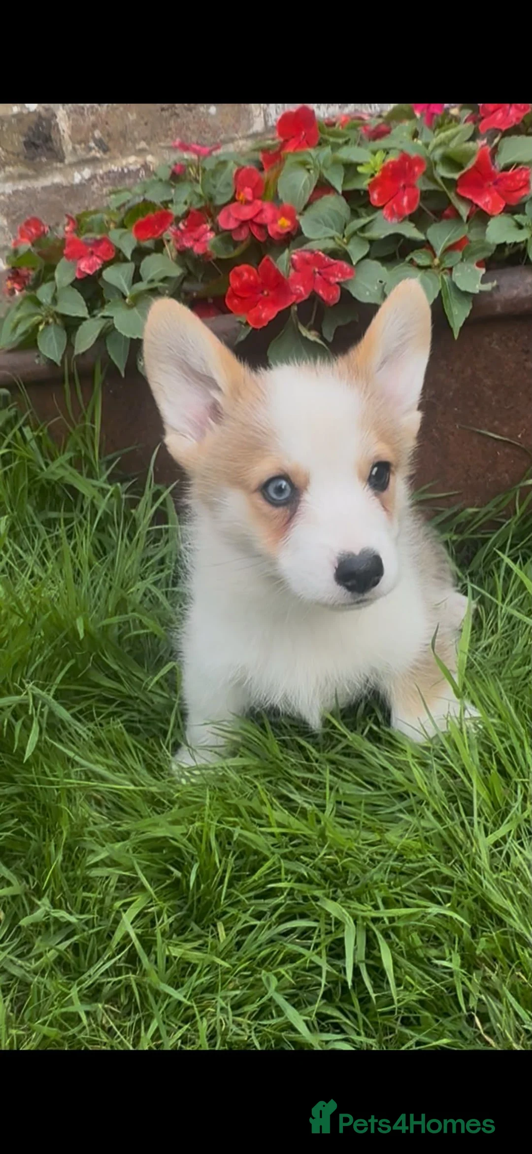 Welsh Corgi Pembroke dogs for sale: 1 Stunning KC Registered Pembroke Corgi Boy - Advert 14