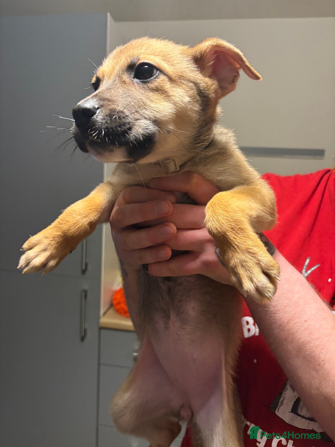 Mixed Breed dogs for sale: German Shepherd X Staffy Puppy for sale - Advert 3