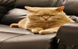 British Shorthair cats for sale: 🌟 Two Loving Female British Shorthair Cats 🌟 - Advert 5