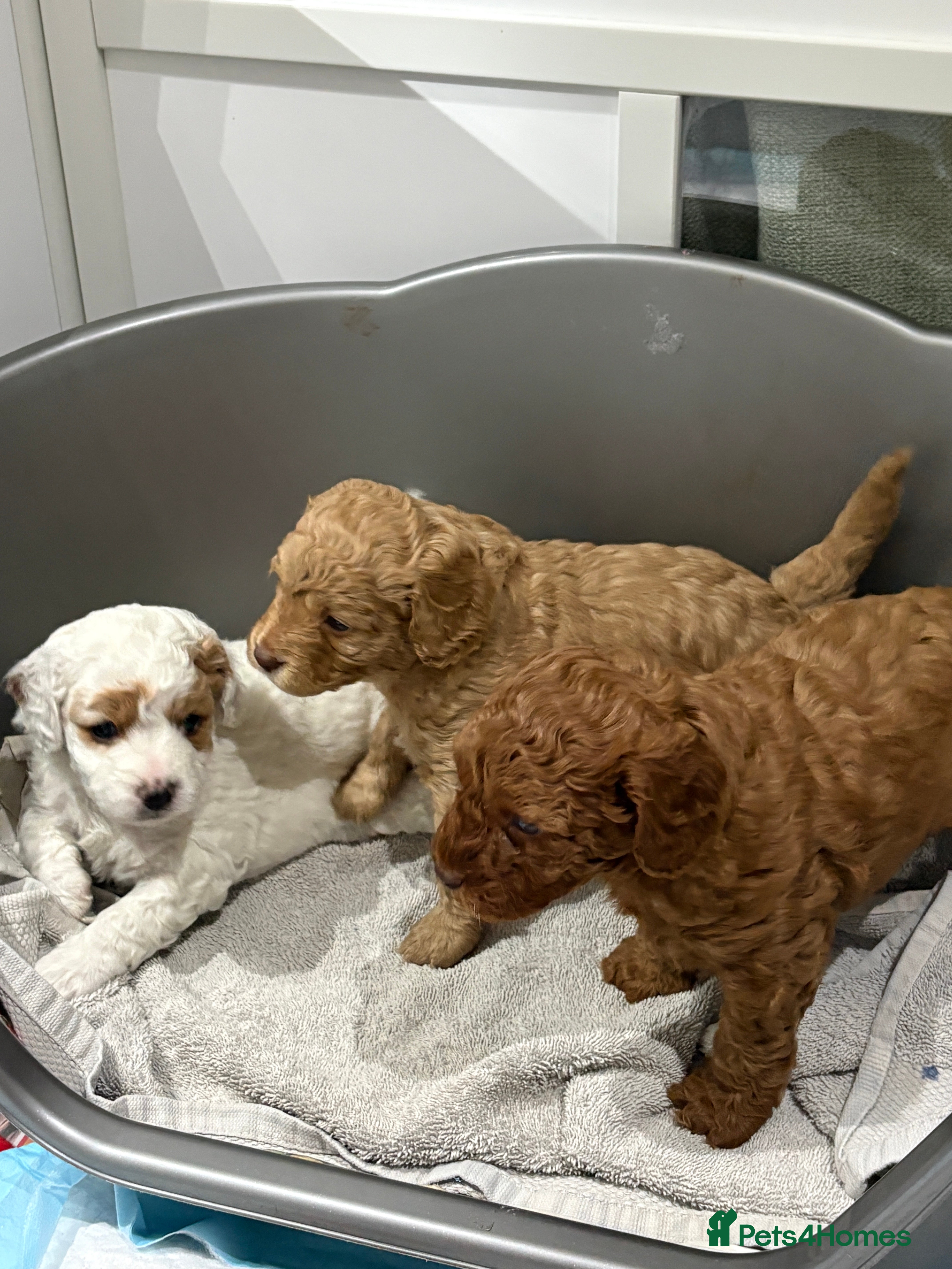 Cavapoo dogs 3 gorgeous cavapoo puppies - Advert 5