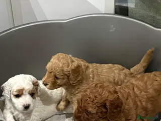 Cavapoo dogs 3 gorgeous cavapoo puppies - Advert 5