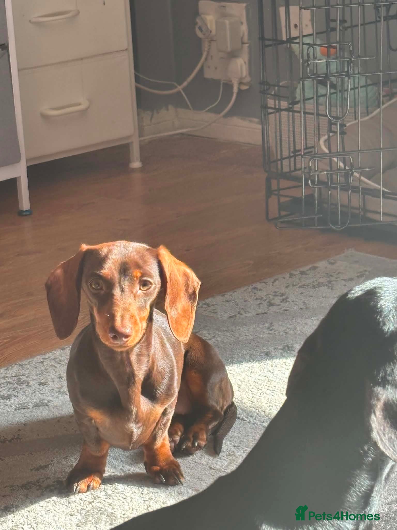 Miniature Dachshund dogs Choc tan miniature dachshund  - Advert 2