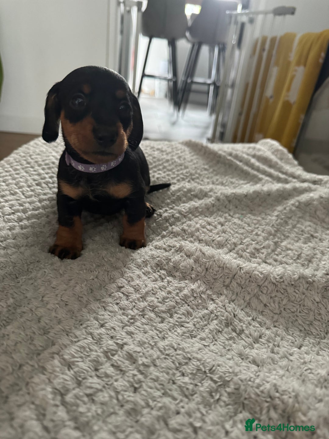 Dachshund dogs for sale: 8 dachshund puppies  - Image 15