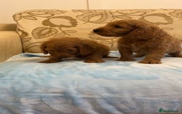 Cockapoo dogs for sale: F1 Cockapoo pups for sale  - Image 7