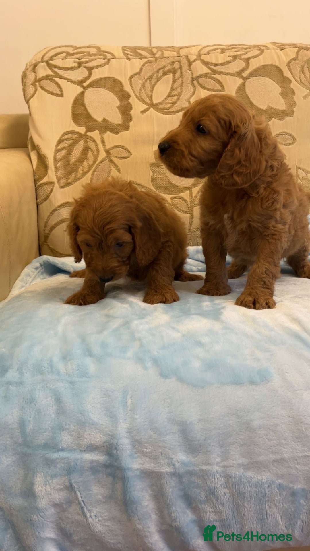 Cockapoo dogs for sale: F1 Cockapoo pups for sale  - Image 7