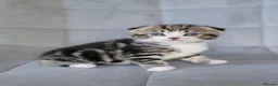 Scottish Fold cats for sale: Beautiful and healthy  Scottish fold mixed - Advert 19