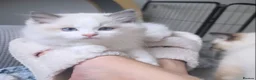 Ragdoll cats for sale: Beautiful Ragdoll kittens - Advert 9
