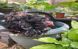 Chickens poultry for sale: Black mottled frizzle pekin bantams - Image 1