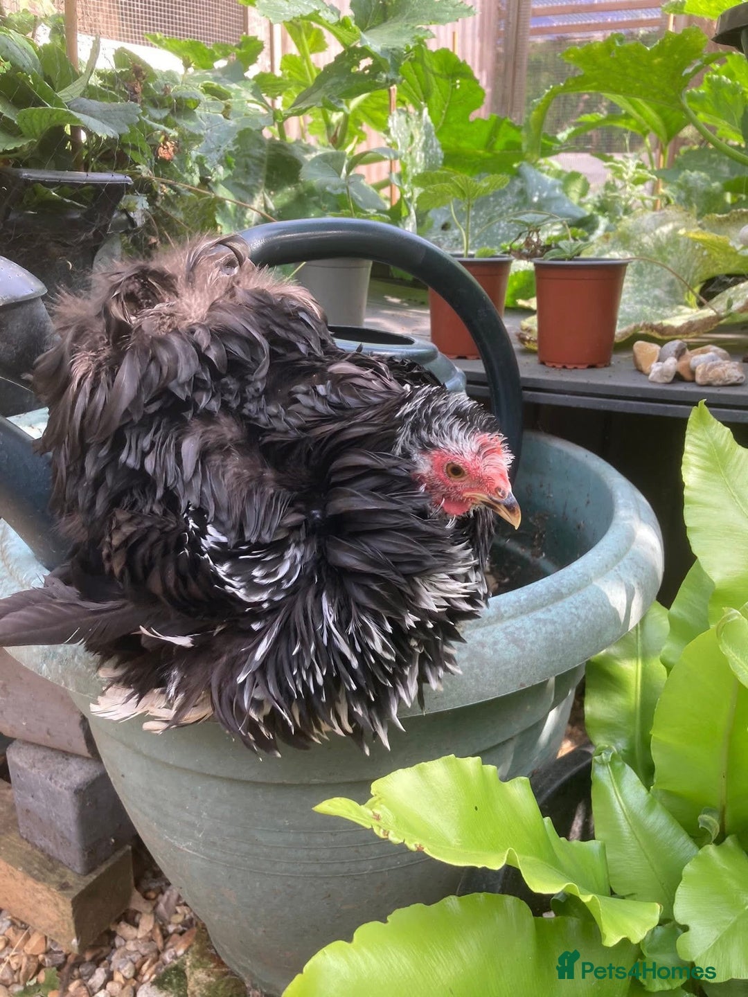 Chickens poultry for sale: Black mottled frizzle pekin bantams - Image 1