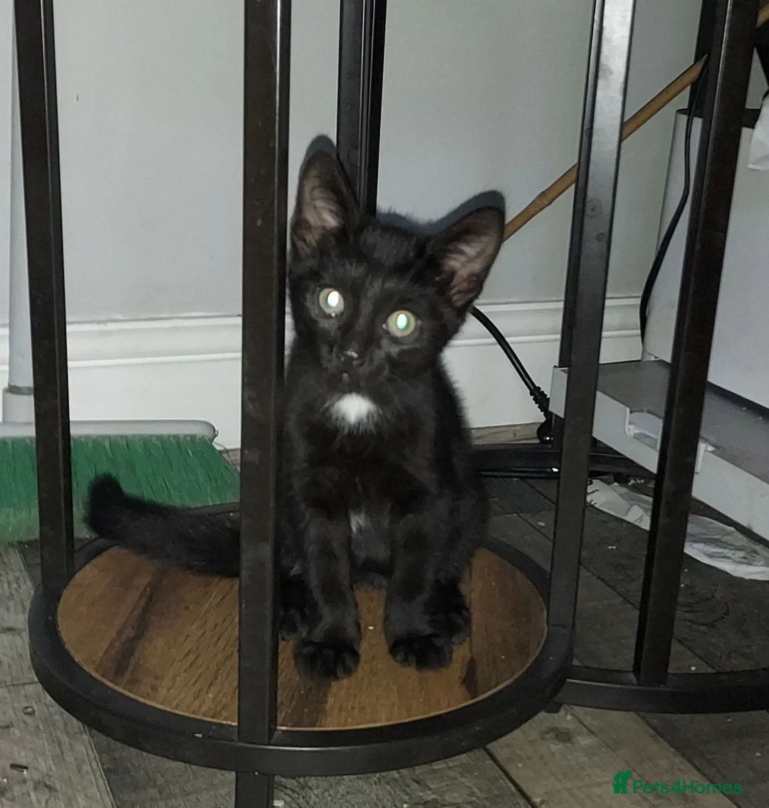 Mixed Breed cats for sale: Gingal Tuxedo black female left - Advert 2