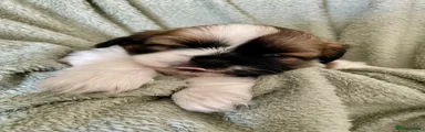 Shih Tzu 3