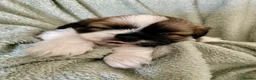 Shih Tzu dogs for sale: Imperial Shih Tzu Puppies  - Advert 26